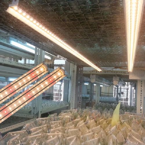 Đèn nuôi cấy mô Rạng Đông mã LED-NCM-120/16W.WR
