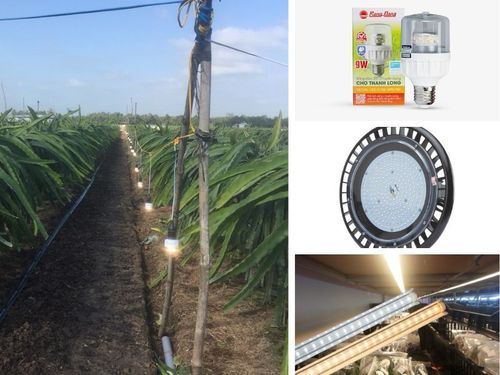 Đèn LED trồng cây