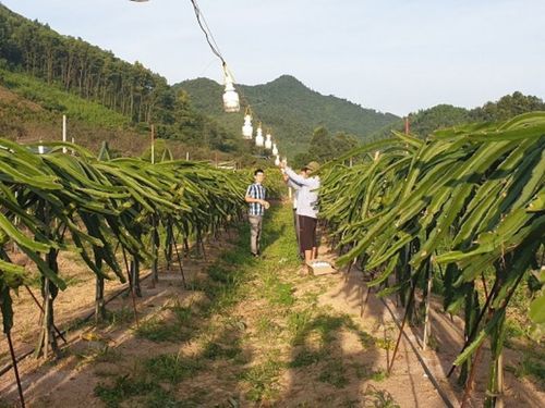 Đèn Led nông nghiệp là các loại đèn sử dụng công nghệ Led để cung cấp ánh sáng cho cây trồng