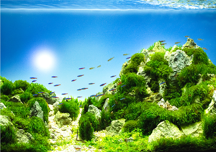 Bộ đèn LED thủy sinh đổi màu TS-RD-TS01.RGB 600/32W