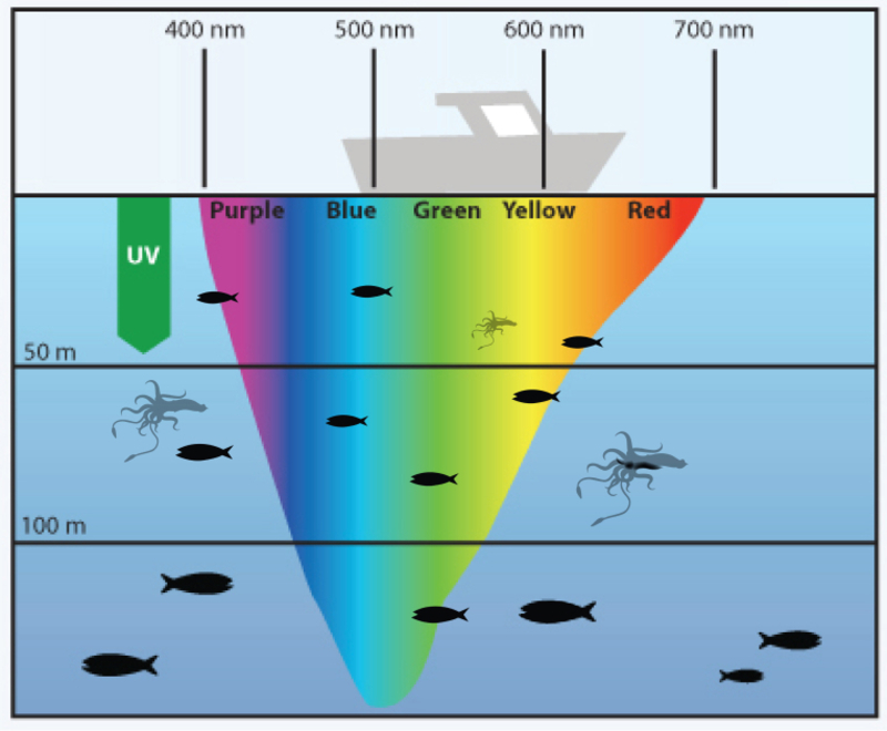 Đèn LED đánh cá Rạng Đông NG-RD-DC08