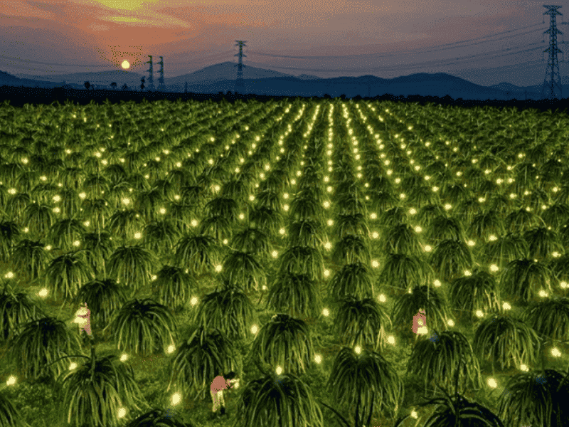 ứng dụng dây điện trong chiếu sáng nông nghiệp