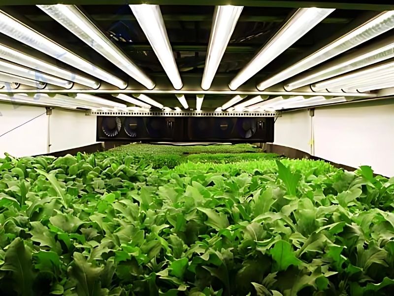 Đèn LED chiếu sáng Nông Nghiệp